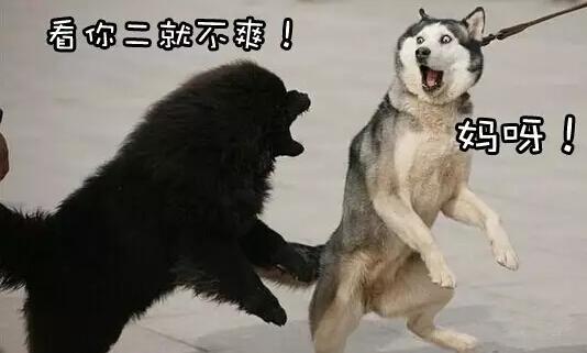 狗狗对人很温顺, 但是经常和其他狗狗打架, 有这5个原因!