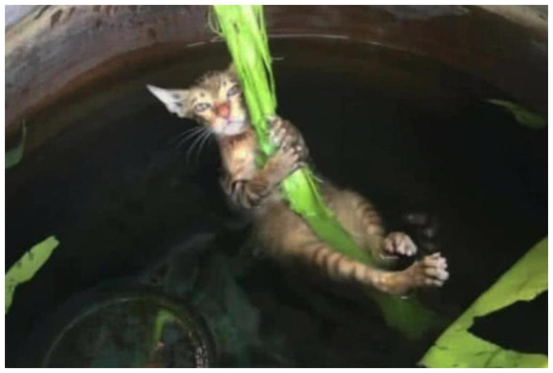 主人找不到的猫咪, 在水缸中被发现, 它在练习“丝带舞”