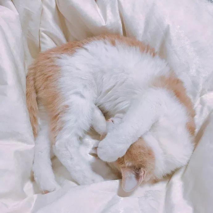 一到冬天, 这铲屎官的床上就容易长猫