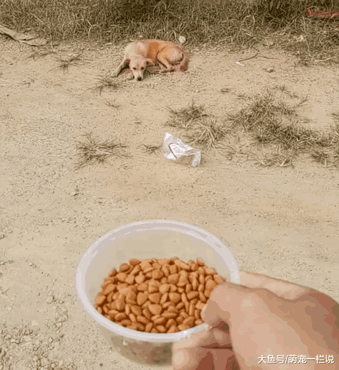饿得只剩骨头的狗狗, 身上没有一点肉了, 放过我吧! 我没肉了