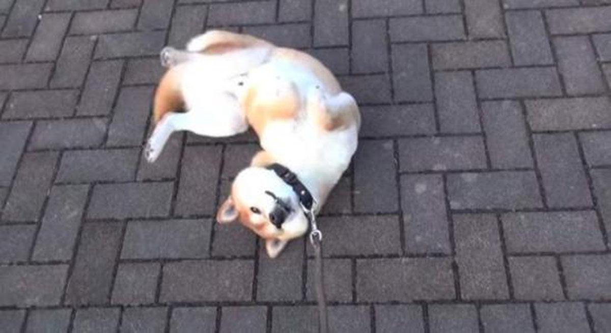 柴犬这四个缺点你能接受吗