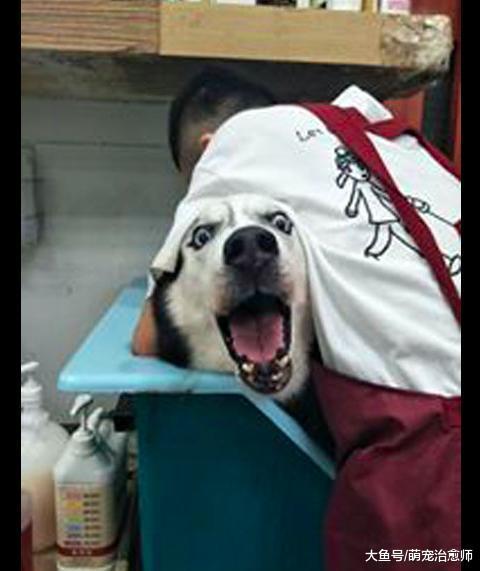 网友带哈士奇去洗澡, 它的表情从开心变惊恐, 默默心疼它一秒钟!