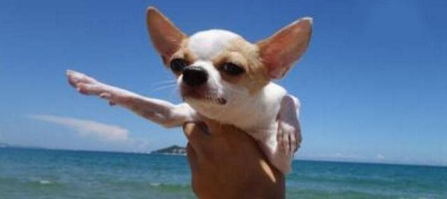 地球上10大最干净最好养的狗, 拉布拉多第四, 金毛第三, 博美榜首