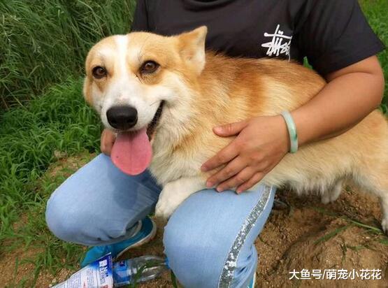 你觉得什么狗狗“不忠诚”? 我认为是这5大狗狗, 见人就亲!