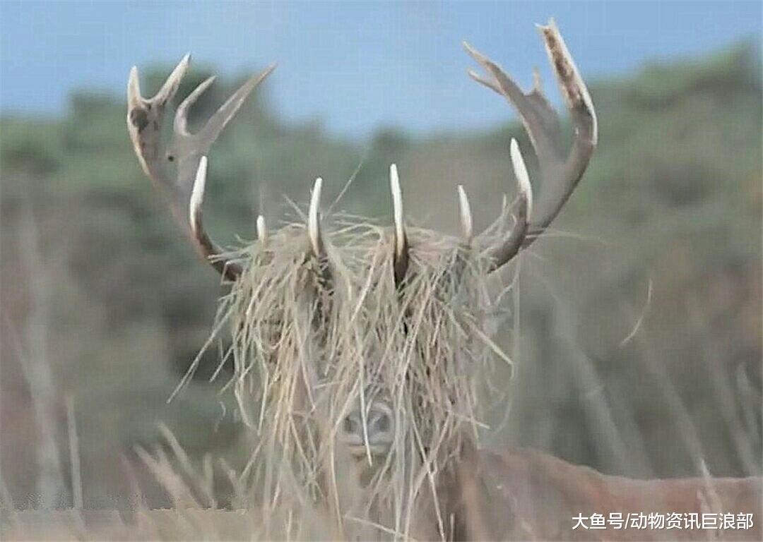 雄鹿的角上挂满杂草 酷似非主流杀马特