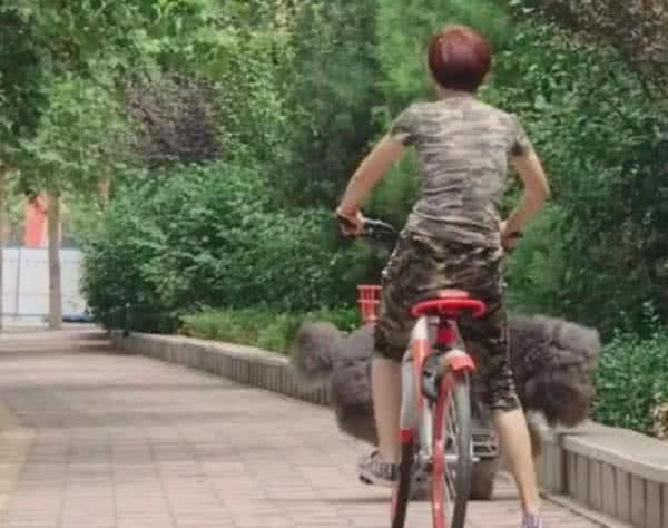 100多斤的泰迪要求抱抱, 主人一把推开: 自己多重心里没数啊!