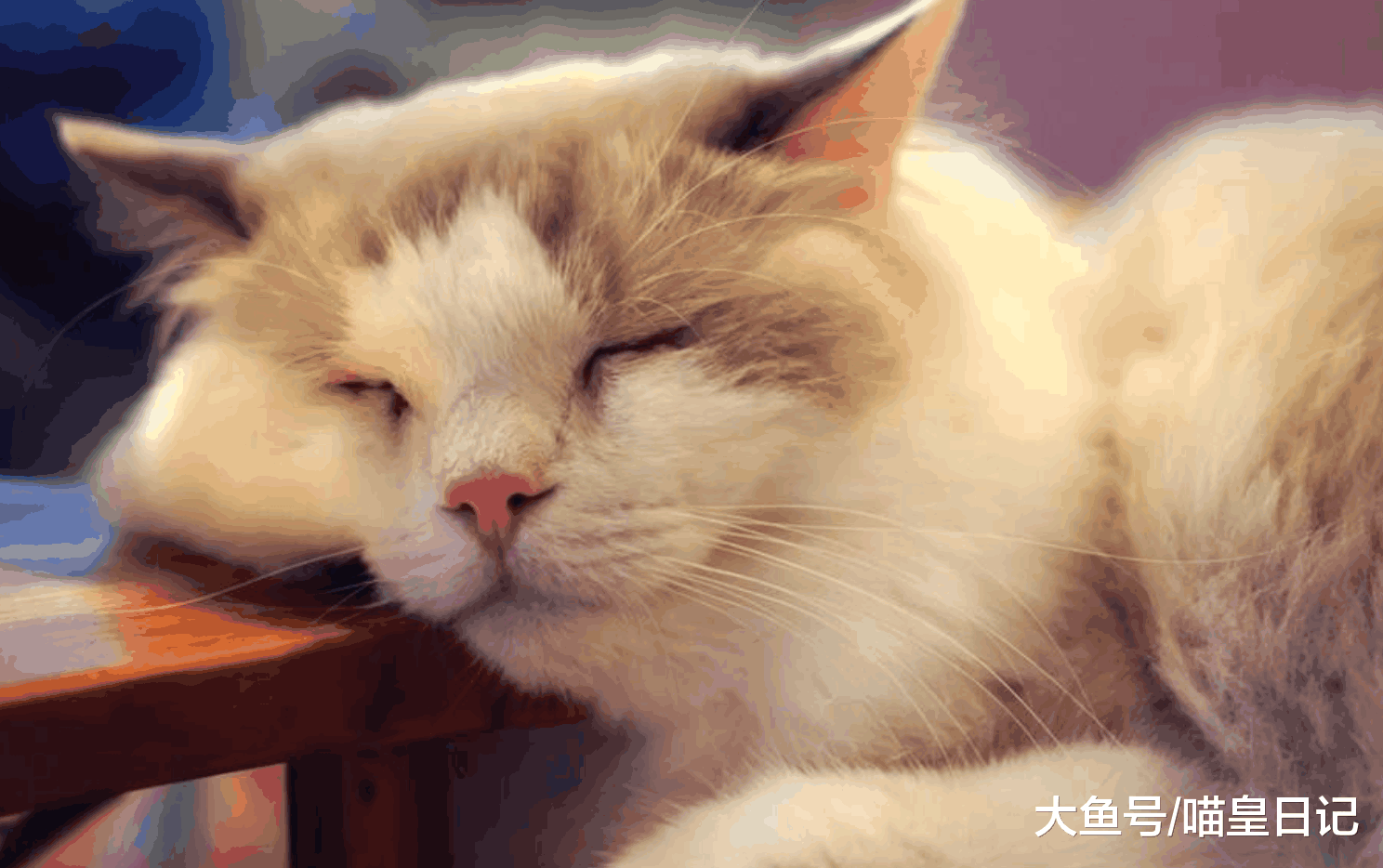 和喵星人一起睡觉的三个缺点, 铲屎官每天都痛并快乐着!