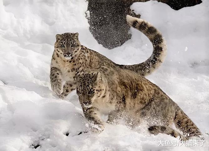 如何保护好雪豹? 唤醒当地民众的动物保护意识很重要