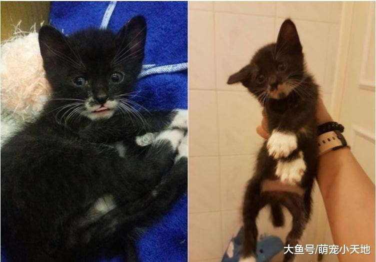 喵皇自制玄关沙滩玩超嗨, 听主人出声后秒逃: 给你收拾