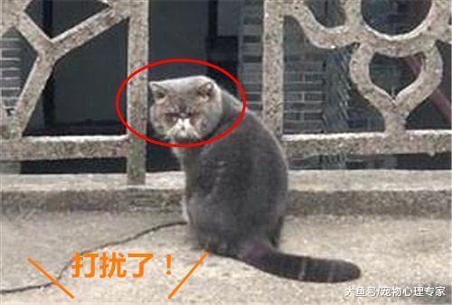 发现隔壁家房顶上有只猫, 草率地开口招呼, 这货掉头后直呼打扰了