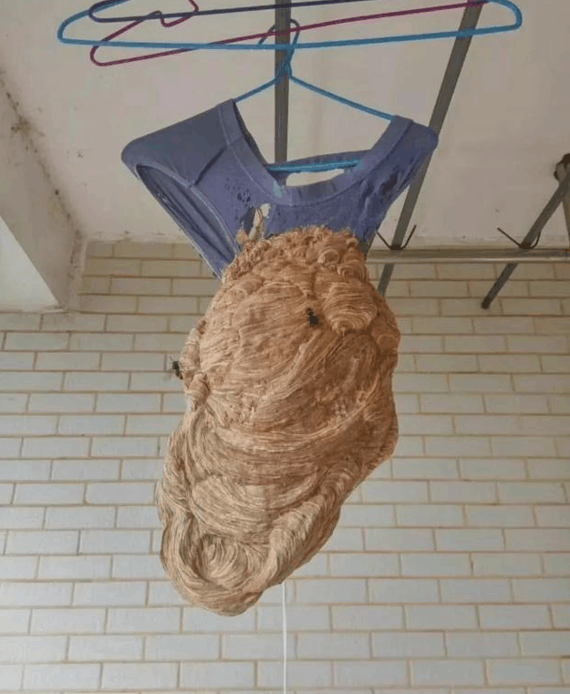 这是我见过后台最硬的马蜂, 马蜂: 看谁敢动我!