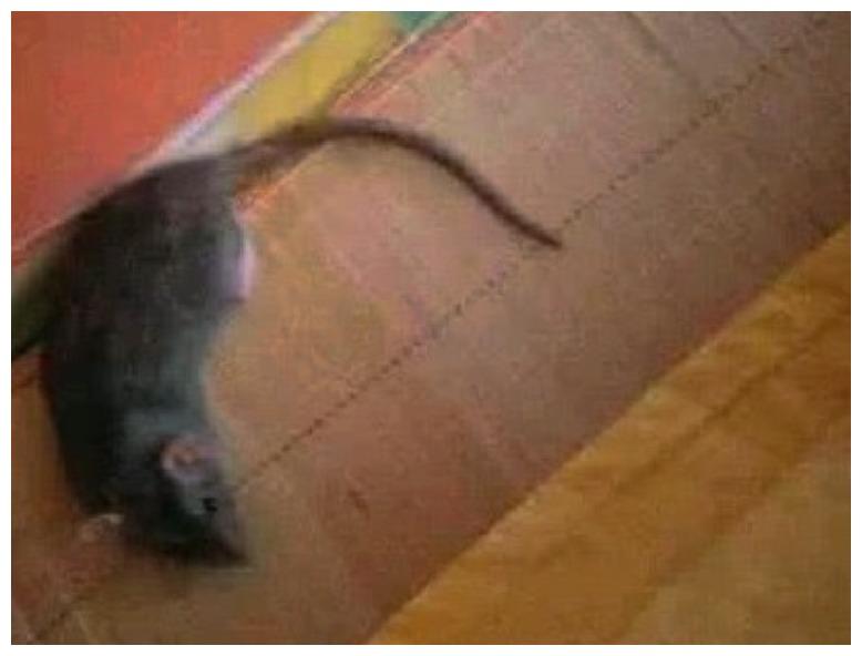 尴尬的网购宠物: 买的是仓鼠, 养着养着成了米奇米妮...