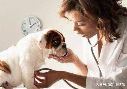 狗狗发烧怎么办?