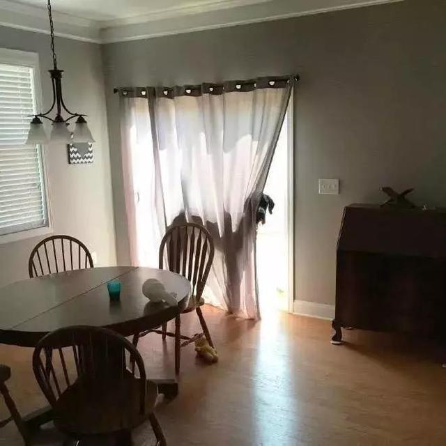 跟狗狗玩捉迷藏, 感觉智商受到了侮辱!