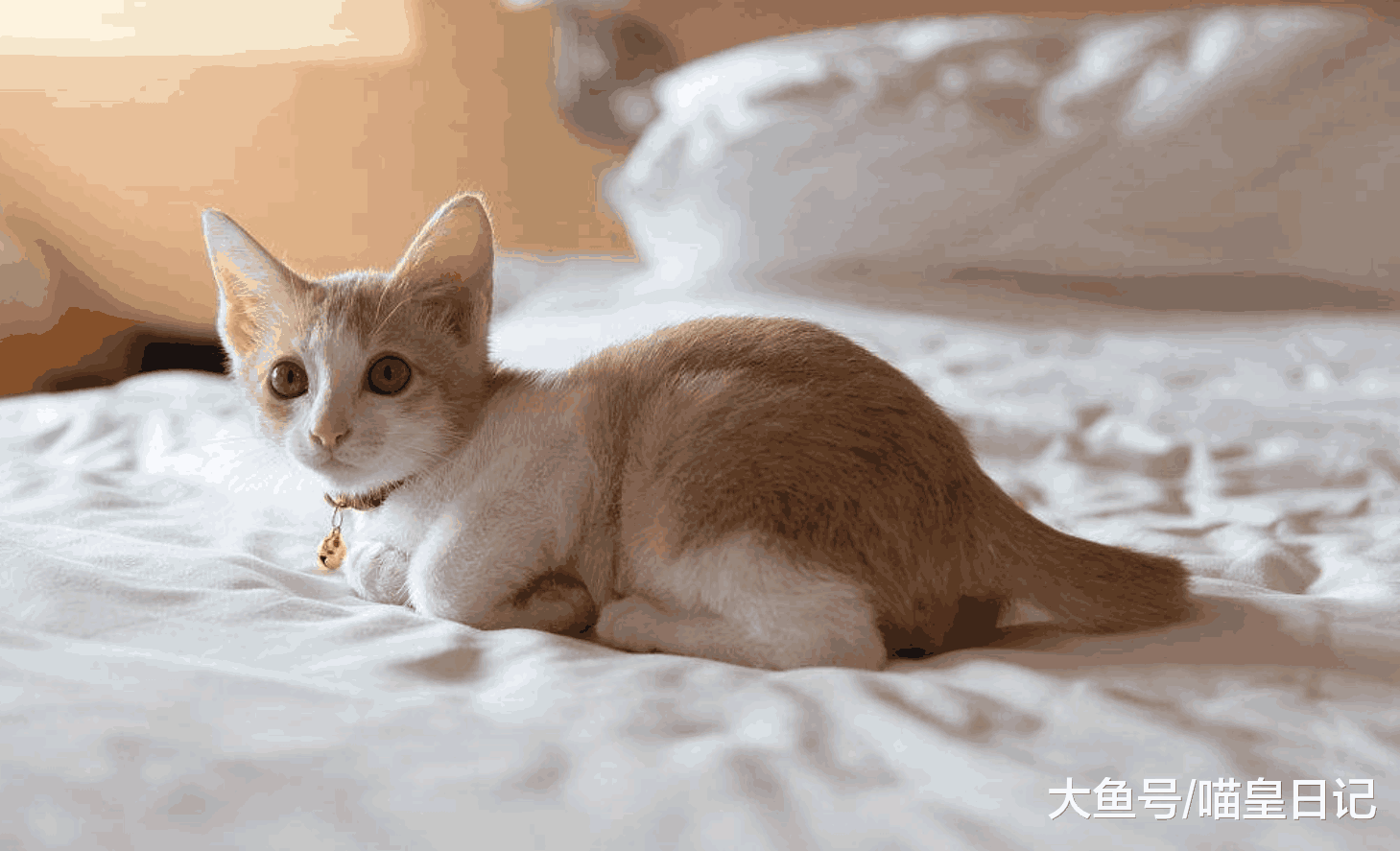 盘点三种最不需要的猫咪用品, 第一名很常见, 第二名太烧钱!