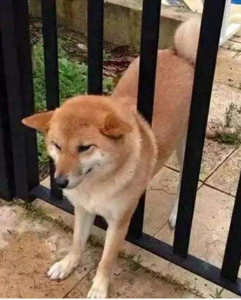 这5大狗狗, 已被宠物店列入“黑名单”, 进去了也被请出来!