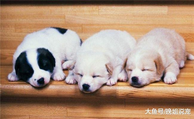 每个月花两三千来养狗的人, 都是“有病”吗? 需要看收入