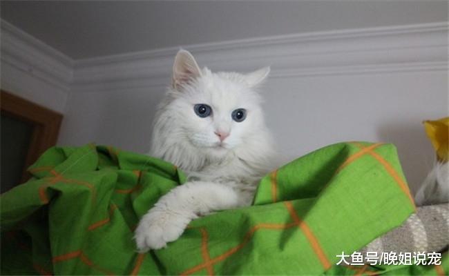 养猫需要开支的五个方面, 细算一下都说养猫难