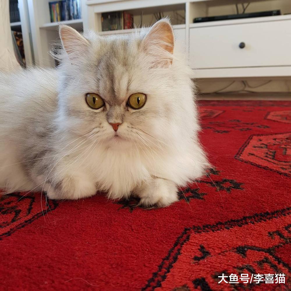 想让猫咪不祸害地毯, 铲屎官就要给猫咪提供更多可以选择的目标!