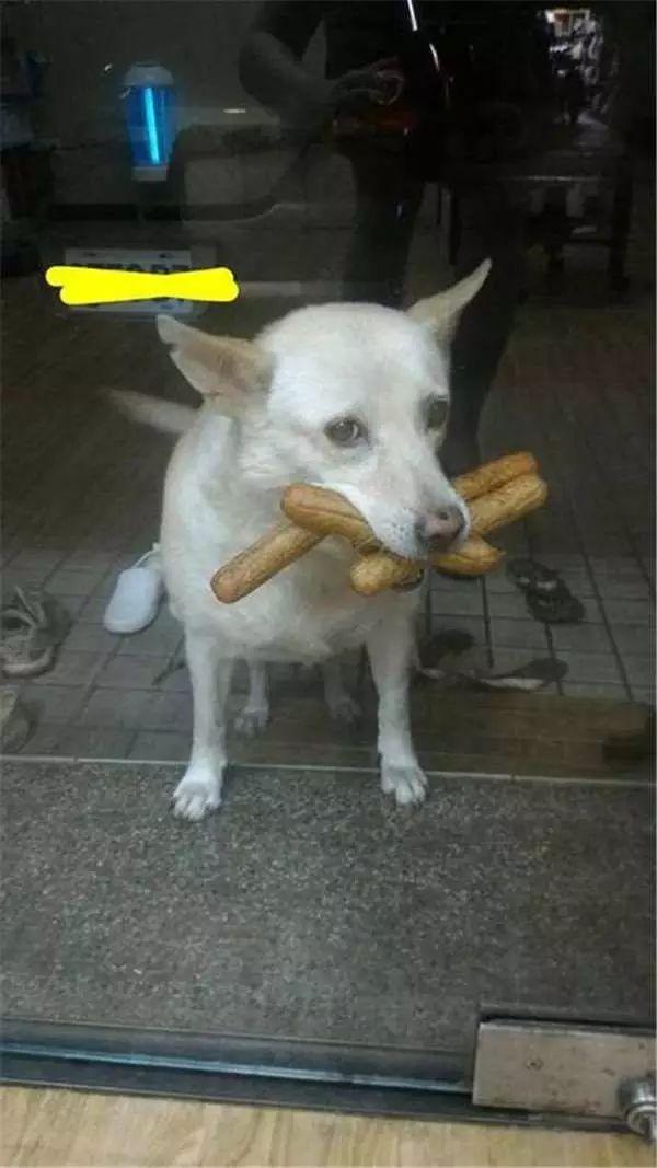 狗狗每次都会叼着一堆热狗回家, 知道真相后让主人哭笑不得