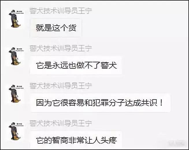 这才是警犬! 拍大片、执行任务、卖萌样样都行
