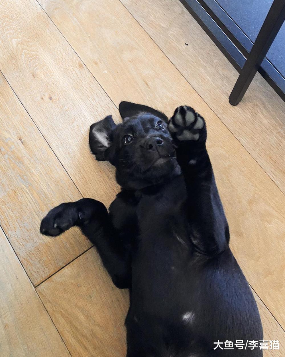 跟狗狗玩玩捉迷藏既能促进感情又能开发汪星人智力, 何乐而不为!