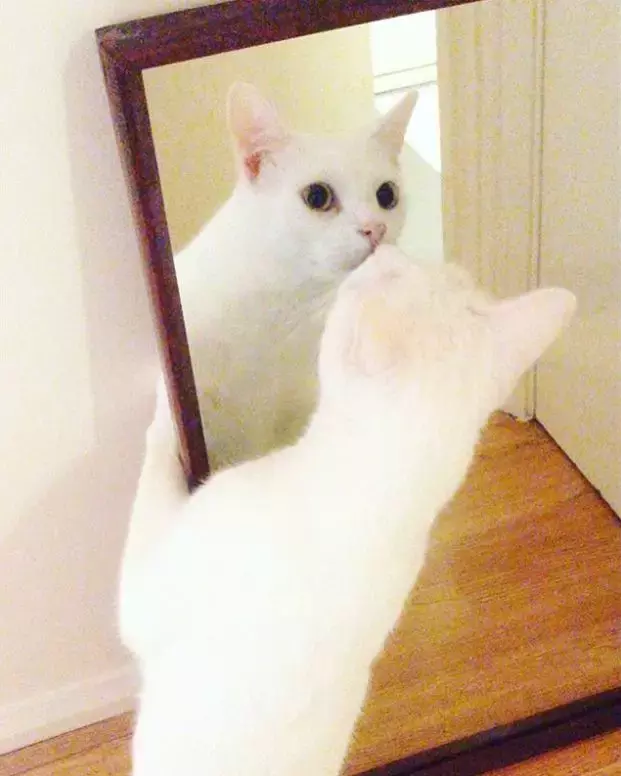 喵星人照镜子的反应, 好可爱