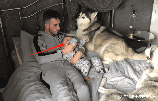 主人给宝宝喂奶, 二哈表示也要喝: 我就不是你的宝宝?