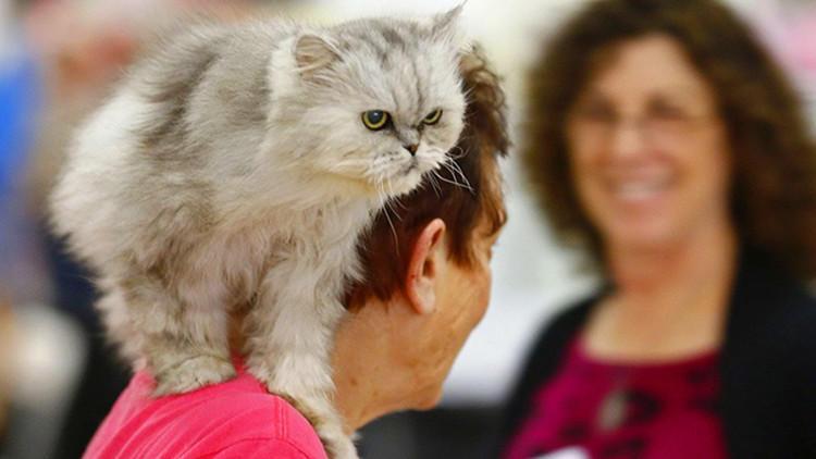 购买猫咪的防骗指南, 新手铲屎官需注意