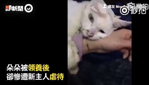惨无人道, 男子当女儿面前将猫咪和狗狗虐杀!