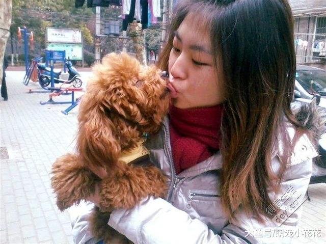 泰迪把你当主人, 才会对你有这5个表现, 没有的话你就要反思了!