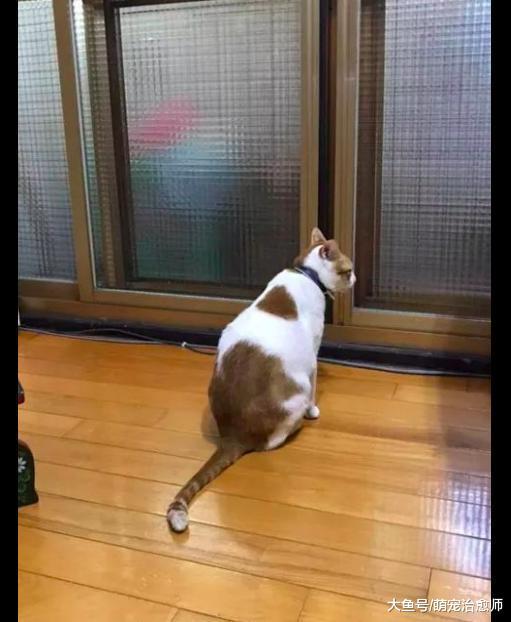 网友救回来一只受伤的鸽子, 家猫就守在阳台门前: 清蒸还是红烧?