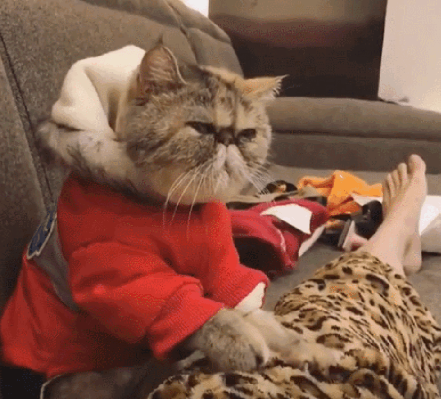 主人炫耀它家猫咪会按摩, 手法给力, 网友: 它明显八百个不乐意!
