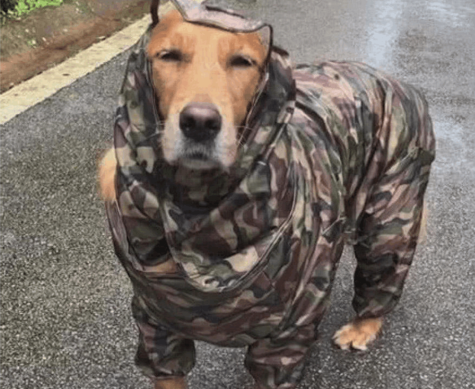 下雨天, 两只狗狗路上相遇了, 双方对雨衣的时尚度交换了看法