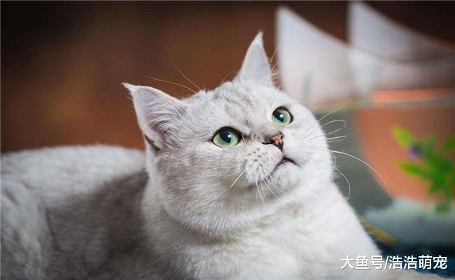 猫咪有下面5种表现时, 代表它把你当主人了, 你家的有吗?