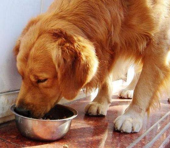 金毛犬, 劝你不要这样养, 不然会减短它的寿命!