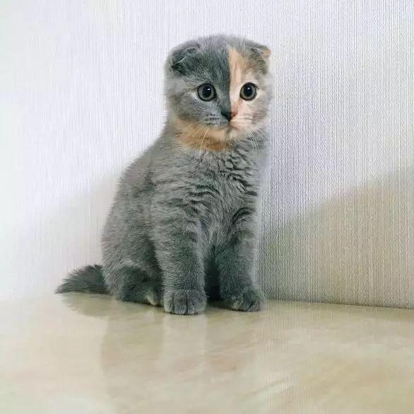 猫界混血儿竟然是个阴阳脸, 也太可爱了叭。
