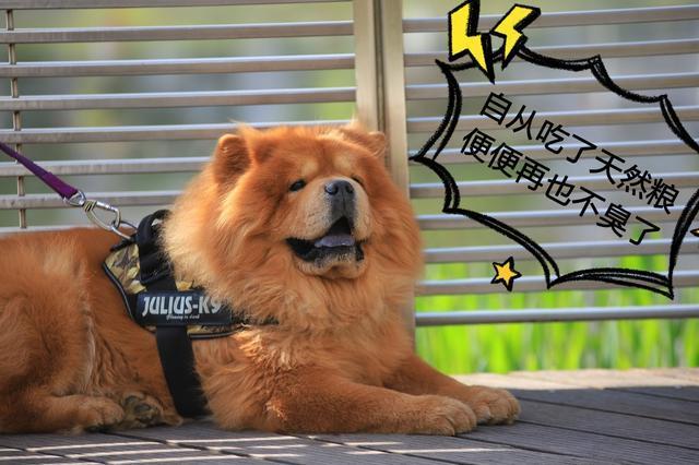 如果狗狗有这5种特征, 那么恭喜你, 它是来跟主人“报恩”的!