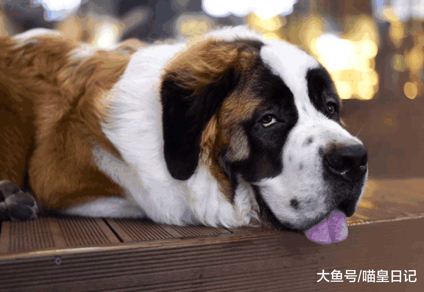 为什么那么多人爱养大型犬? 主人: 喜欢还需要其他理由吗!