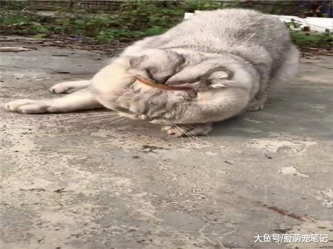 银渐层的脑袋套上皮筋之后, 秒变孙悟空, 网友: 这是一只真的金箍