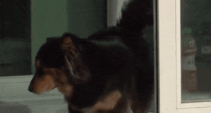 狗狗不喜欢男主人, 只粘着小姐姐, 于是主人想了个办法……