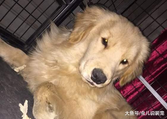 网友担心金毛晚上被偷走, 让金毛和自己睡在一起