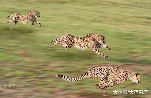 猎豹的时速可达110公里? 科学家测试了367只猎豹才发现是人高估了