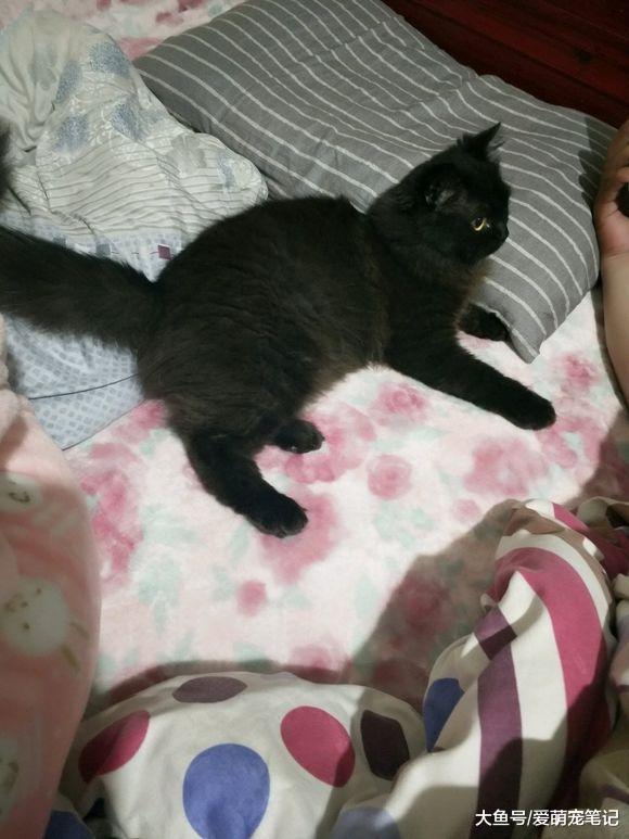 捡到一只流浪黑猫, 喂养两周后, 噩梦开始了, 老公劝她丢了这畜生