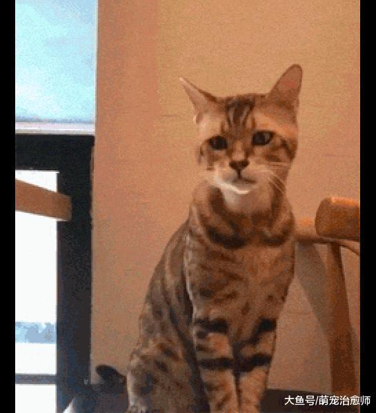 主人拍下了猫打哈欠的模样, 表情也太狰狞了, 看起来有点恐怖呢!