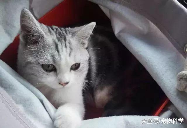 沉迷于这只盛世美颜的猫