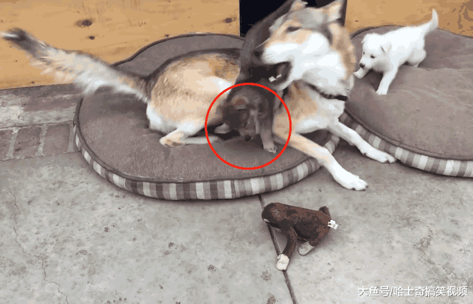 哈士奇跟狼犬生了孩子, 奶狗长得却像土狗, 狼犬: 不想管了