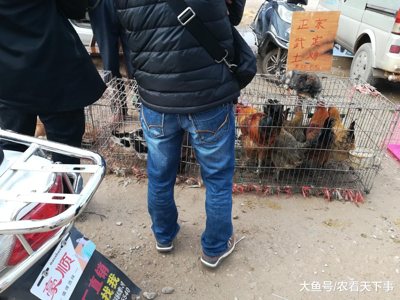 狗市: 商贩卖狗的同时还卖土鸡, 称: 光卖狗的话, 早就饿死了!