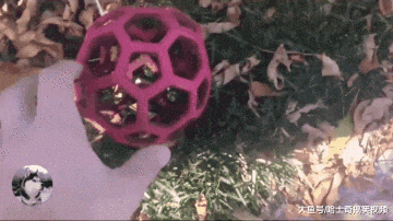 路人好心帮狗狗捡球, 没想到却被套路, 网友: 被狗赖上了