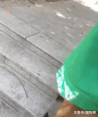 狗狗失足, 朝水里扎一猛子, 磕惨了, 狗: 设计这桥的, 别让我碰上